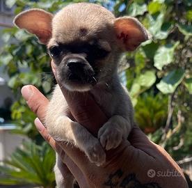 Chihuahua messicano