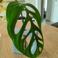 Talea Monstera epipremnoides esqueleto