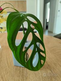 Talea Monstera epipremnoides esqueleto