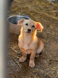 VINKA, nana super simpatica TG MEDIO PICCOLA