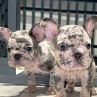 Cuccioli di bulldog francese M subito disponibili