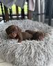 cuccioli-di-bassotto-nano-maschio-e-femmina