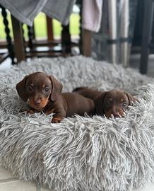 Cuccioli di bassotto nano maschio e femmina