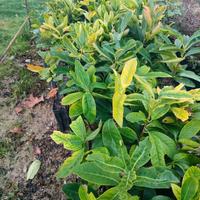Piantine Lauroceraso