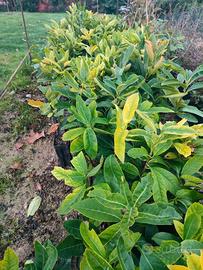 Piantine Lauroceraso