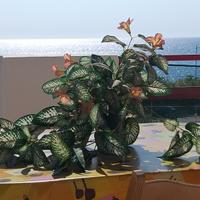 Soluzione FRONTE MARE - Libera dal 25 agosto