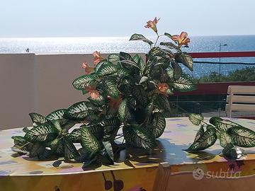 Soluzione FRONTE MARE - Libera dal 25 agosto