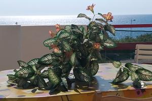 Soluzione FRONTE MARE - Libera dal 25 agosto