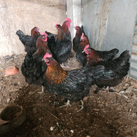 Marans galline e anatre mute