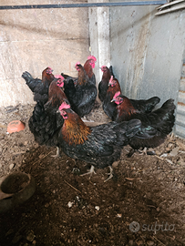 Marans galline e anatre mute