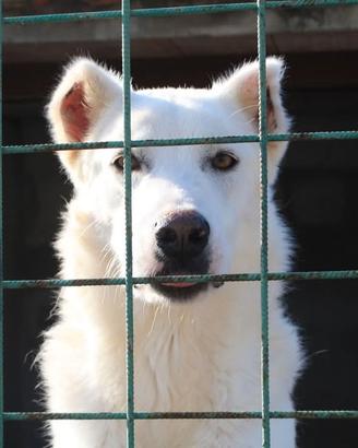 Luca 7 anni simil pastore svizzero