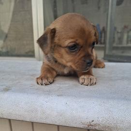Cuccioli di cane