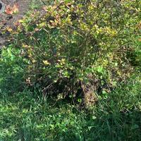 Azalee di medie grandi dimensioni