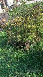 Azalee di medie grandi dimensioni