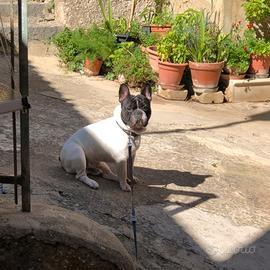 Bulldog francese maschio