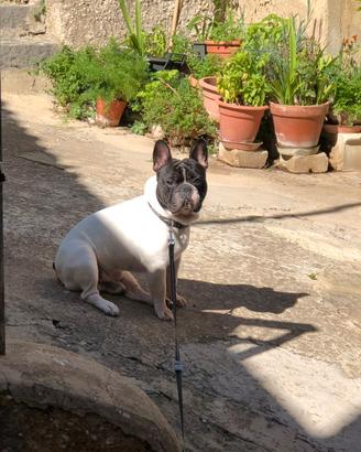 Bulldog francese maschio
