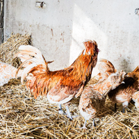 Galline padovana ciuffata