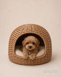 Maltipoo Mini Toy Red/Albicocca disponibili subito