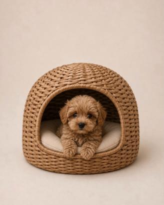Maltipoo Mini Toy Red/Albicocca disponibili subito