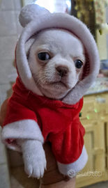 Maschietti Simil chihuahua pelo lungo e corto