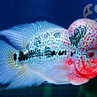 Flowerhorn super red dragon ( 15cm)