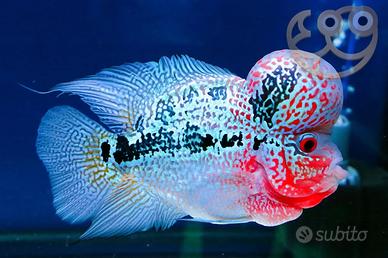 Flowerhorn super red dragon ( 15cm)