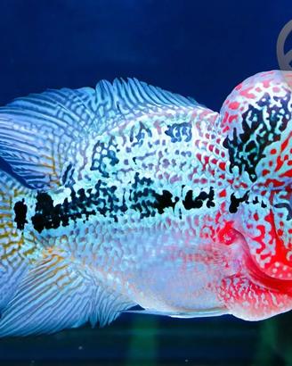 Flowerhorn super red dragon ( 15cm)