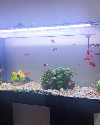 Acquario
