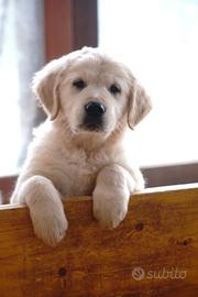 Golden cuccioli pedigree