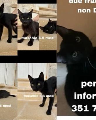 Gattini