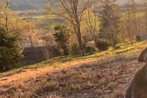 ? annuncio di vendita - terreno agricolo + fabbri