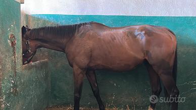 Castrone psi 4 anni a Pavia