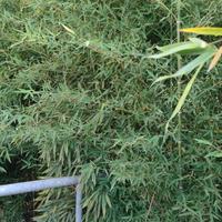 canne di bambu