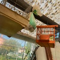 Casette e gabbie  per uccellini