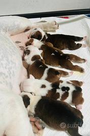Cuccioli bulldog inglese