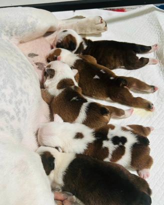 Cuccioli bulldog inglese
