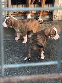 Cuccioli di Segugi maremmani