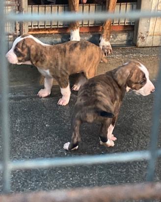 Cuccioli di Segugi maremmani