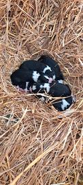 Border collie