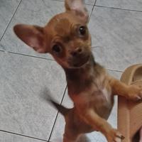 Chihuahua a Pelo Corto - Cuccioli Dolcissimi Pront