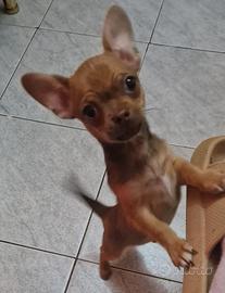 Chihuahua a Pelo Corto - Cuccioli Dolcissimi Pront