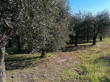 Oliveto