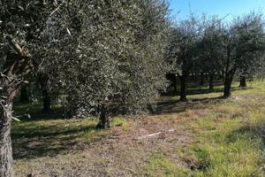 Oliveto