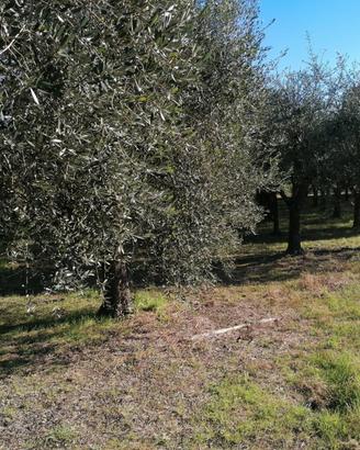 Oliveto