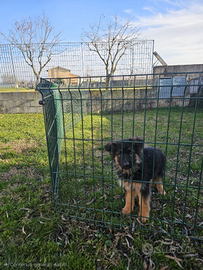 Cucciola Pastore Tedesco