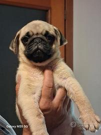 carlino