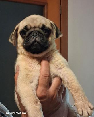 carlino
