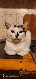  gattino 
