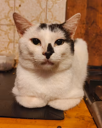  gattino 