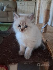 Gatto siberiano neva